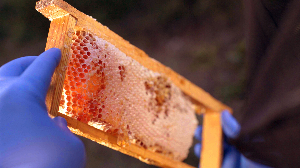 哈达谷喜马拉雅高原森林蜂蜜与世界其他蜂蜜对照表