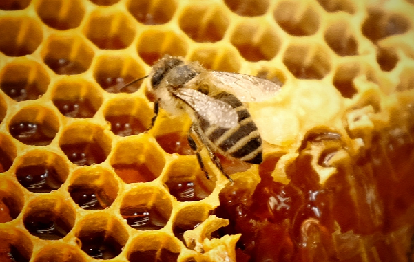 蜂蜜是怎样酿造出来的